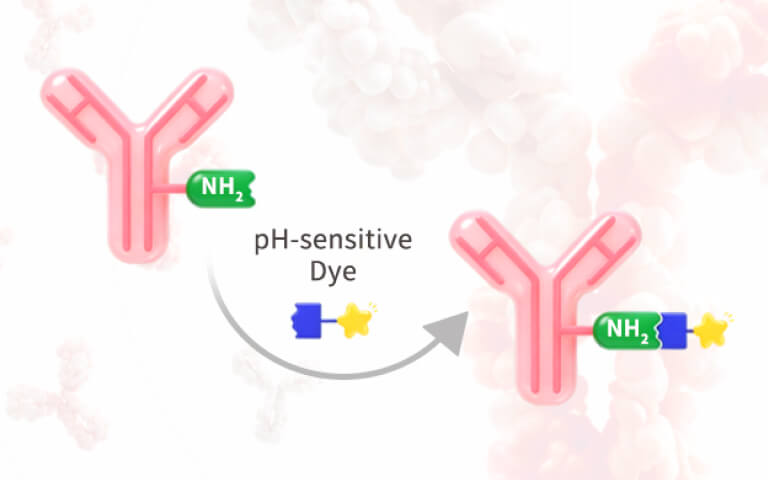 New Product Launch | pHintra™ Antibody Labeling Kit: Fast, Flexible Labeling for Internalization Assays